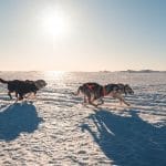 Dog Sledding from Reykjavik - All Year Available - Husky Ride Iceland