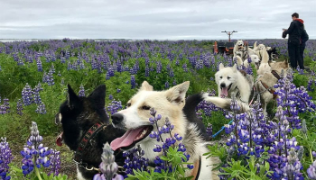 Dog Sledding From Reykjavik - All Year Available - Husky Ride Iceland